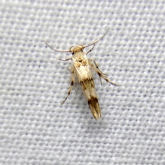 Stathmopoda tritophaea