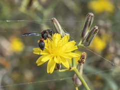 Leptochilus cruentatus