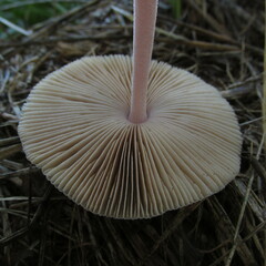 Bolbitius coprophilus