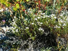 Asperula tephrocarpa