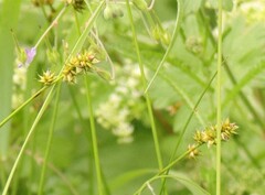 Carex muricata pairae