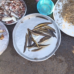 Macrognathus siamensis