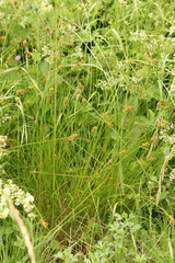 Carex muricata pairae