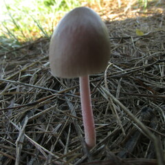 Bolbitius coprophilus