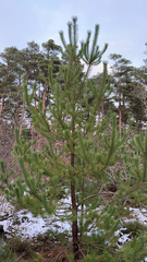 Pinus sylvestris