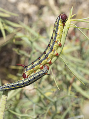 Hyles tithymali tithymali