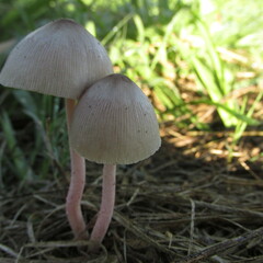 Bolbitius coprophilus