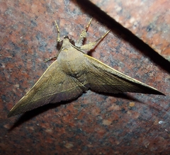 Hypospila bolinoides