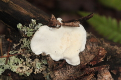 Postia tephroleuca