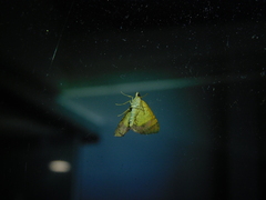 Chrysolarentia mecynata