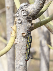 Hyles tithymali tithymali