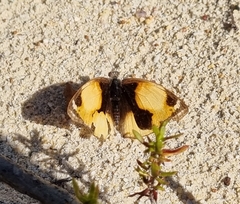 Junonia hierta cebrene