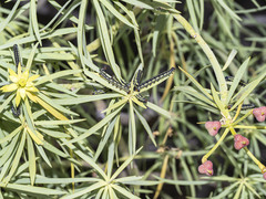 Hyles tithymali tithymali