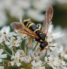 Tenthredo marginella