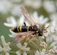Tenthredo marginella