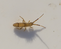 Orchesella flavescens