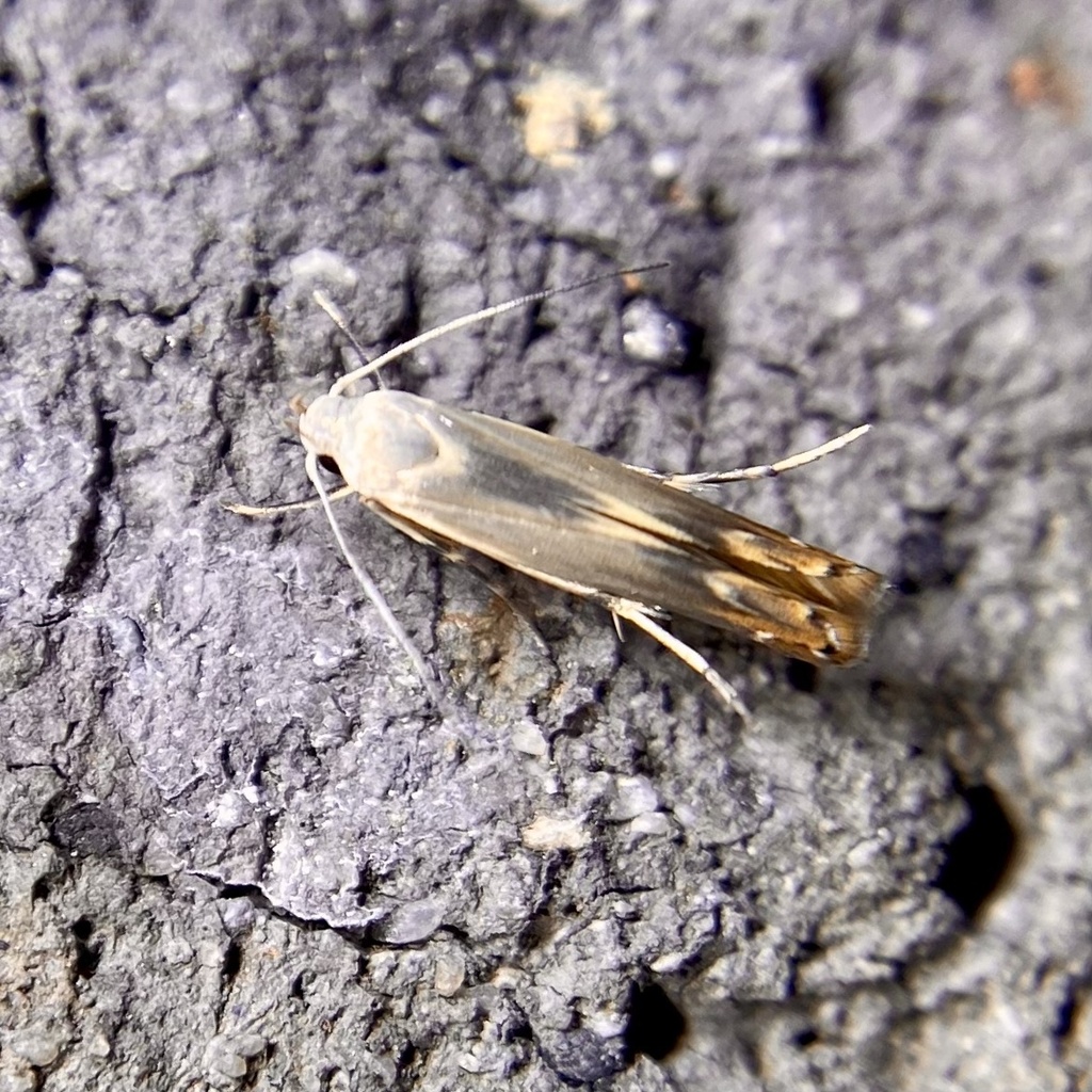 Thiotricha atractodes