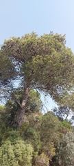 Pinus halepensis