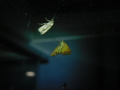 Chrysolarentia mecynata