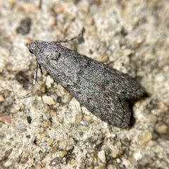 Heteromicta pachytera
