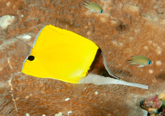 Forcipiger longirostris