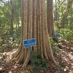 Lagerstroemia ovalifolia