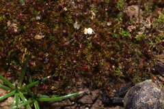 Microbryum davallianum