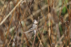 Platycleis grisea