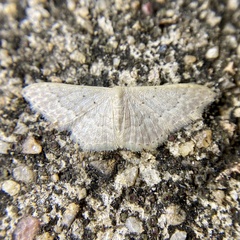 Idaea eretmopus