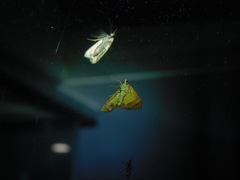 Chrysolarentia mecynata