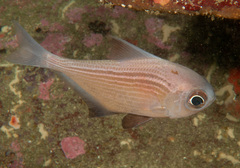 Pempheris multiradiata