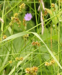 Carex muricata pairae