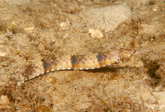 Filicampus tigris