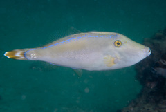 Meuschenia trachylepis