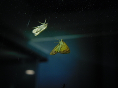 Chrysolarentia mecynata