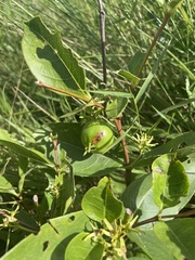 Vangueria