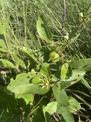 Vangueria
