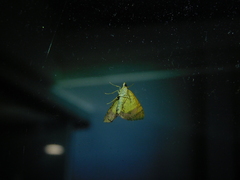 Chrysolarentia mecynata