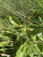 Vangueria