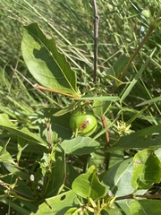 Vangueria