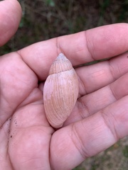 Euglandina rosea