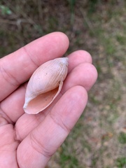 Euglandina rosea