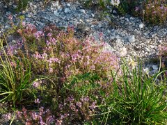 Thymus calcareus