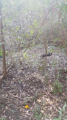 Alectura lathami lathami