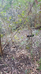 Alectura lathami lathami