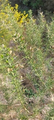 Ulex parviflorus