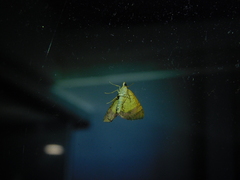 Chrysolarentia mecynata