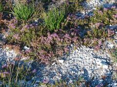 Thymus calcareus