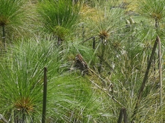 Amblyospiza albifrons