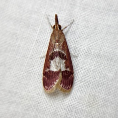 Syntonarcha vulnerata